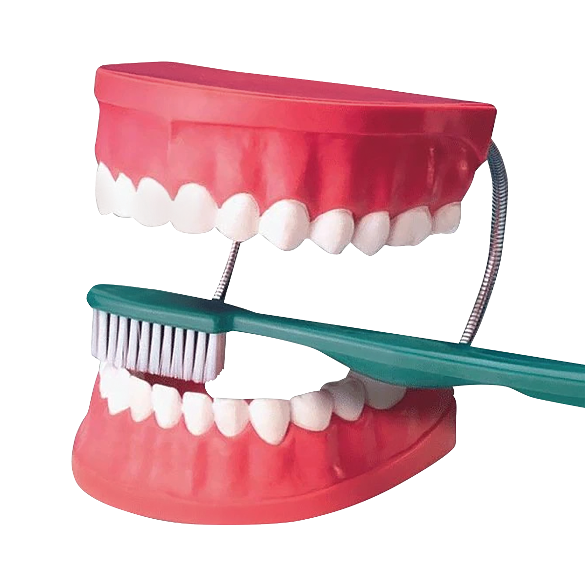 Giant Hygiene Brushing Mouth Model
