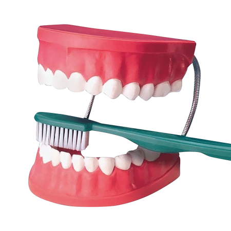 Giant Hygiene Brushing Mouth Model
