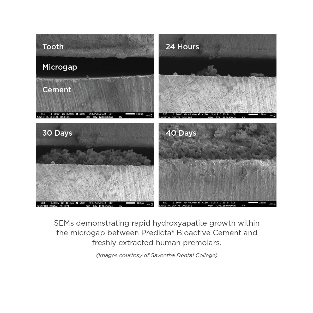 Scientific View of Cement