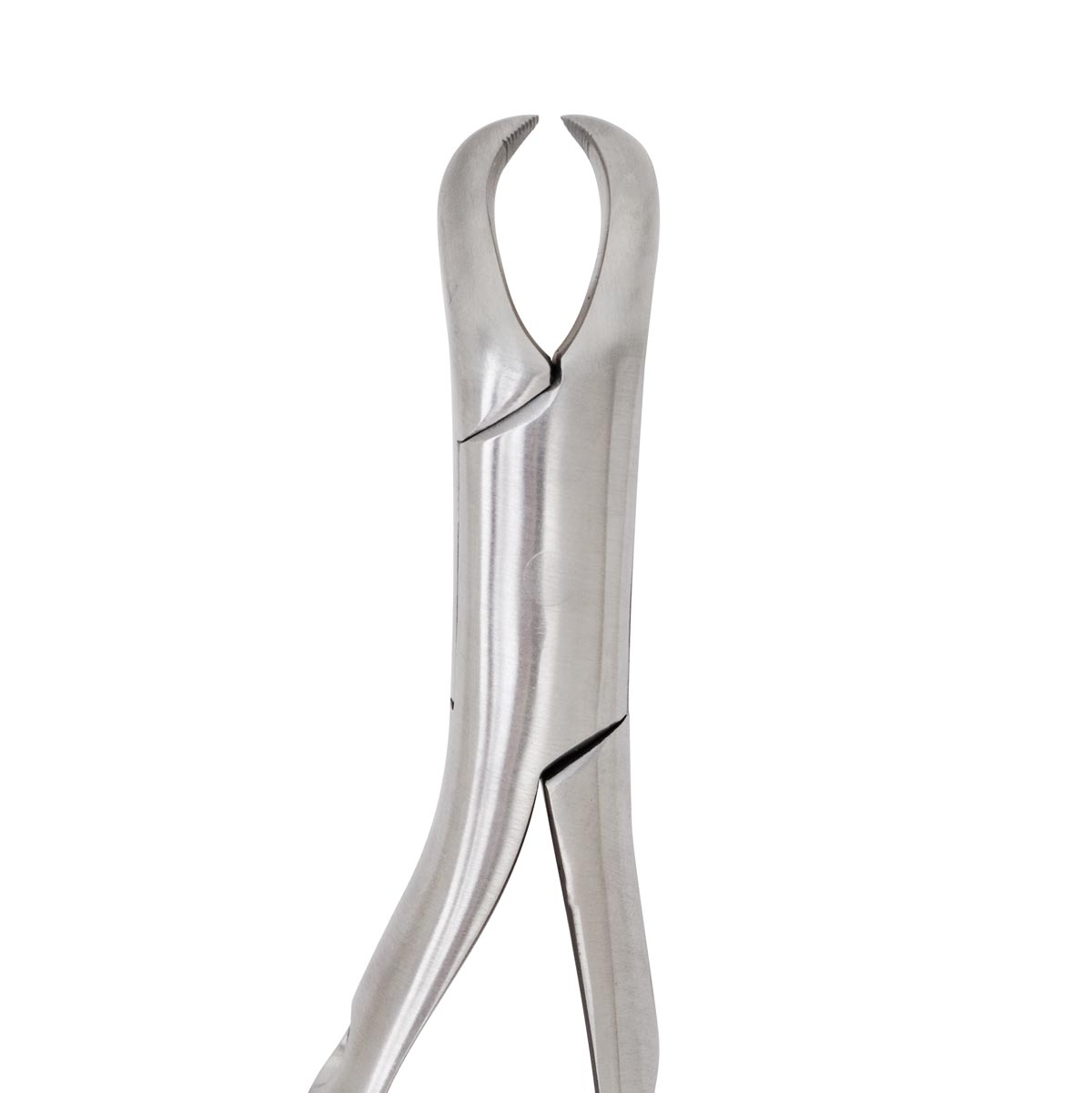 Extracting Forceps #16 Lower Cowhorn
