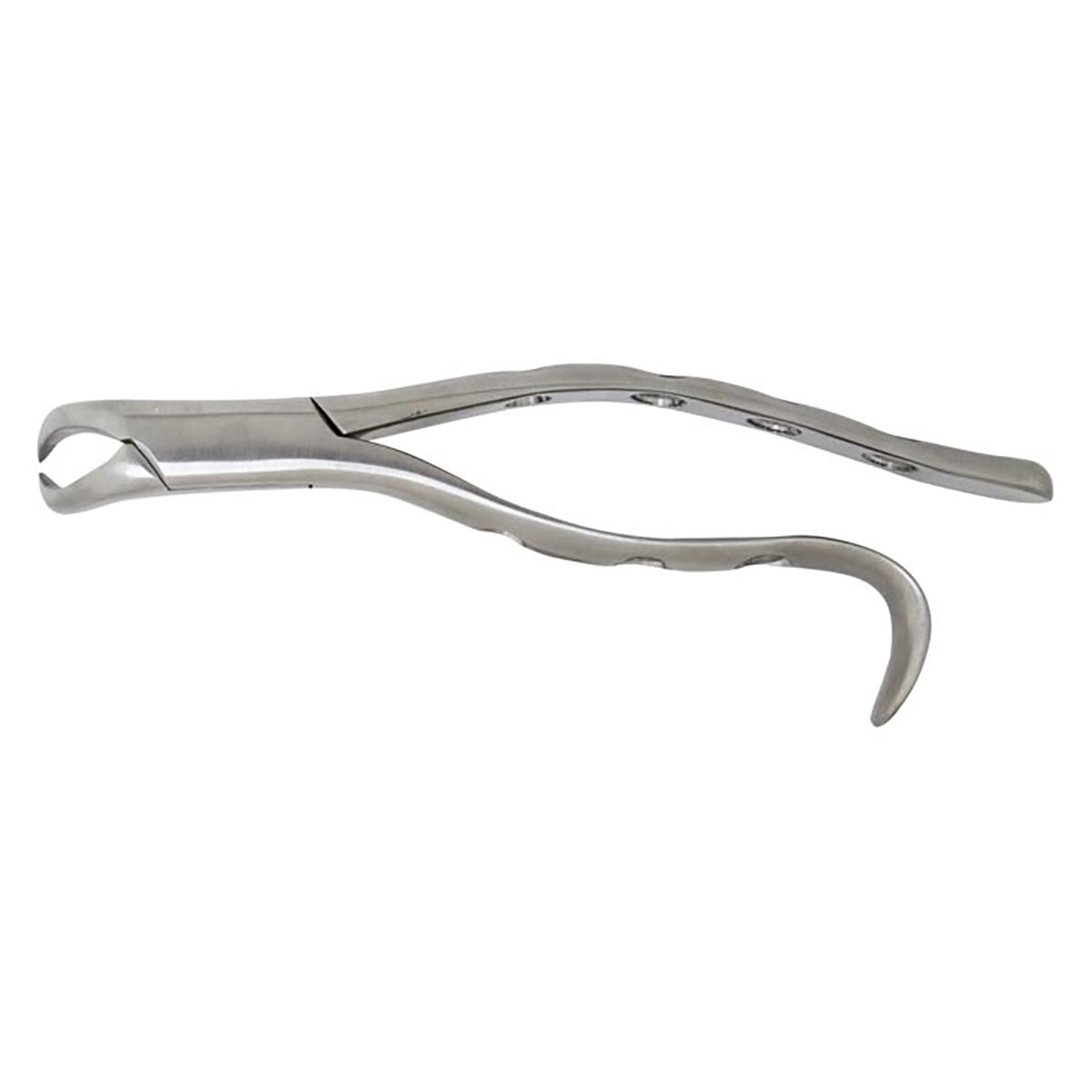 Extracting Forceps #16 Lower Cowhorn