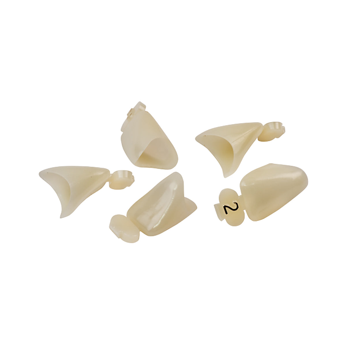 Dexiter Polycarbonate Temporary Crowns (Upper Right Lateral)