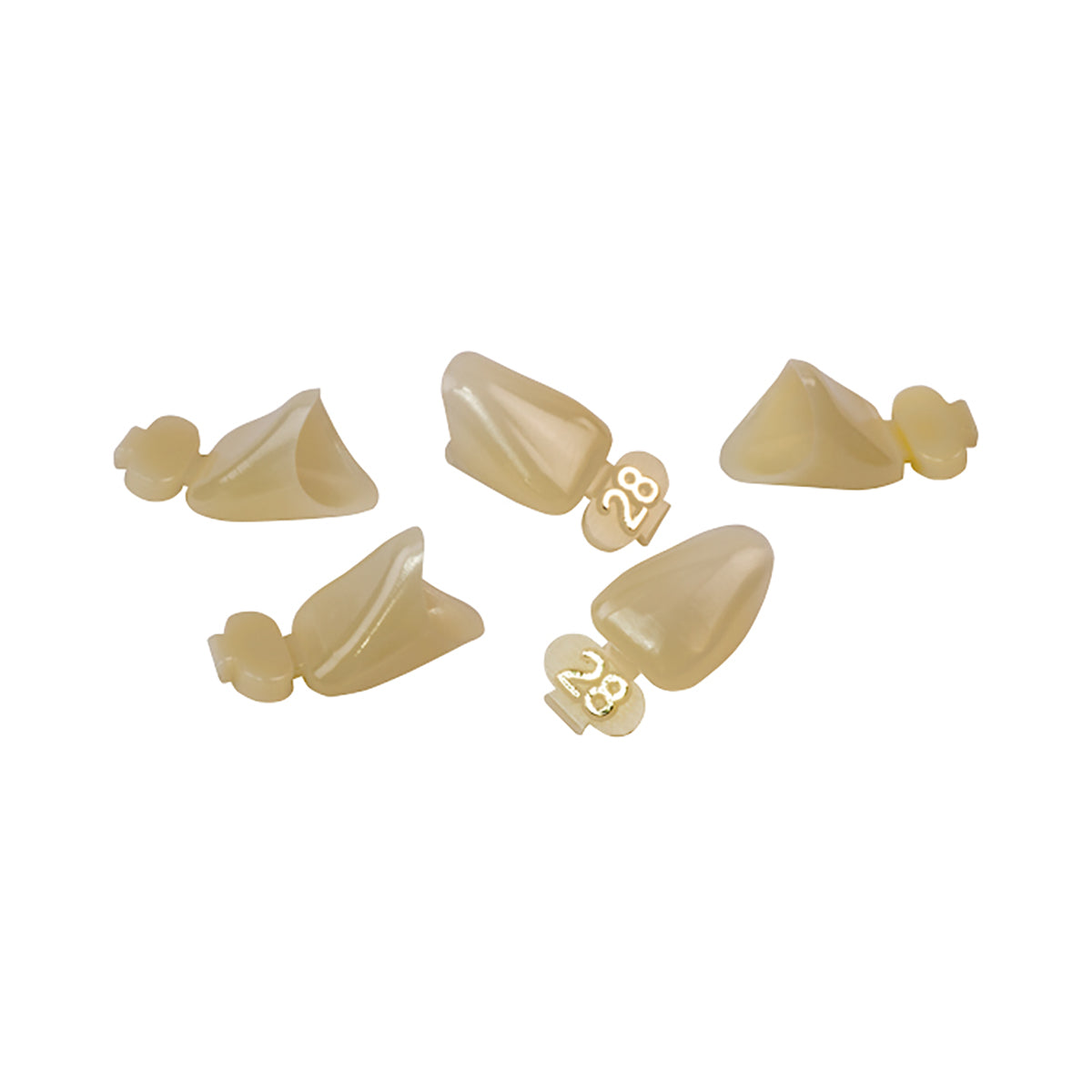 Dexiter Polycarbonate Temporary Crowns (Upper Left Lateral)
