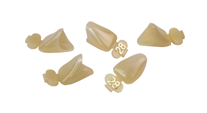 Dexiter Polycarbonate Temporary Crowns (Upper Left Lateral)