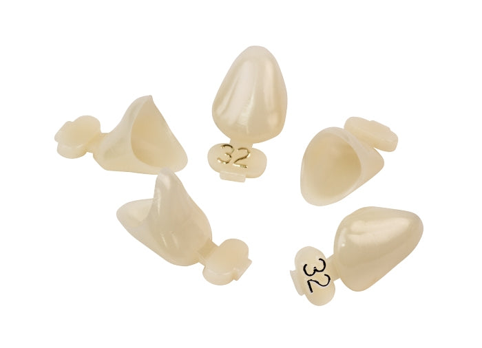 Dexiter Polycarbonate Temporary Crowns (Right Cuspid)
