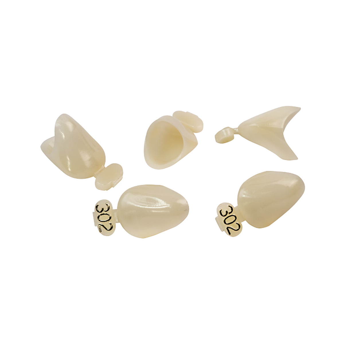 Dexiter Polycarbonate Temporary Crowns (Left Cuspid)