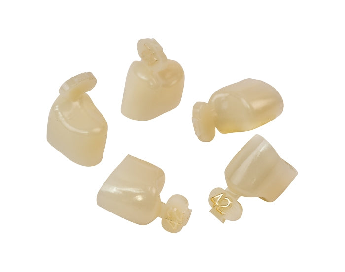 Dexiter Polycarbonate Temporary Crowns (1st Bicuspid)