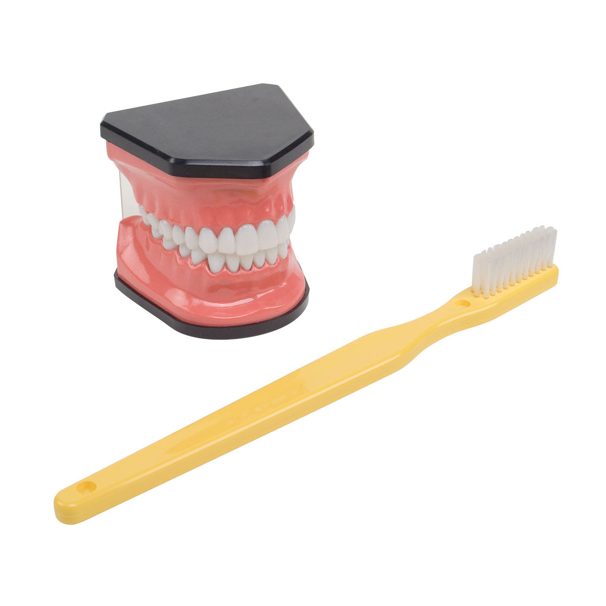 Hygiene Mouth & Brush Model