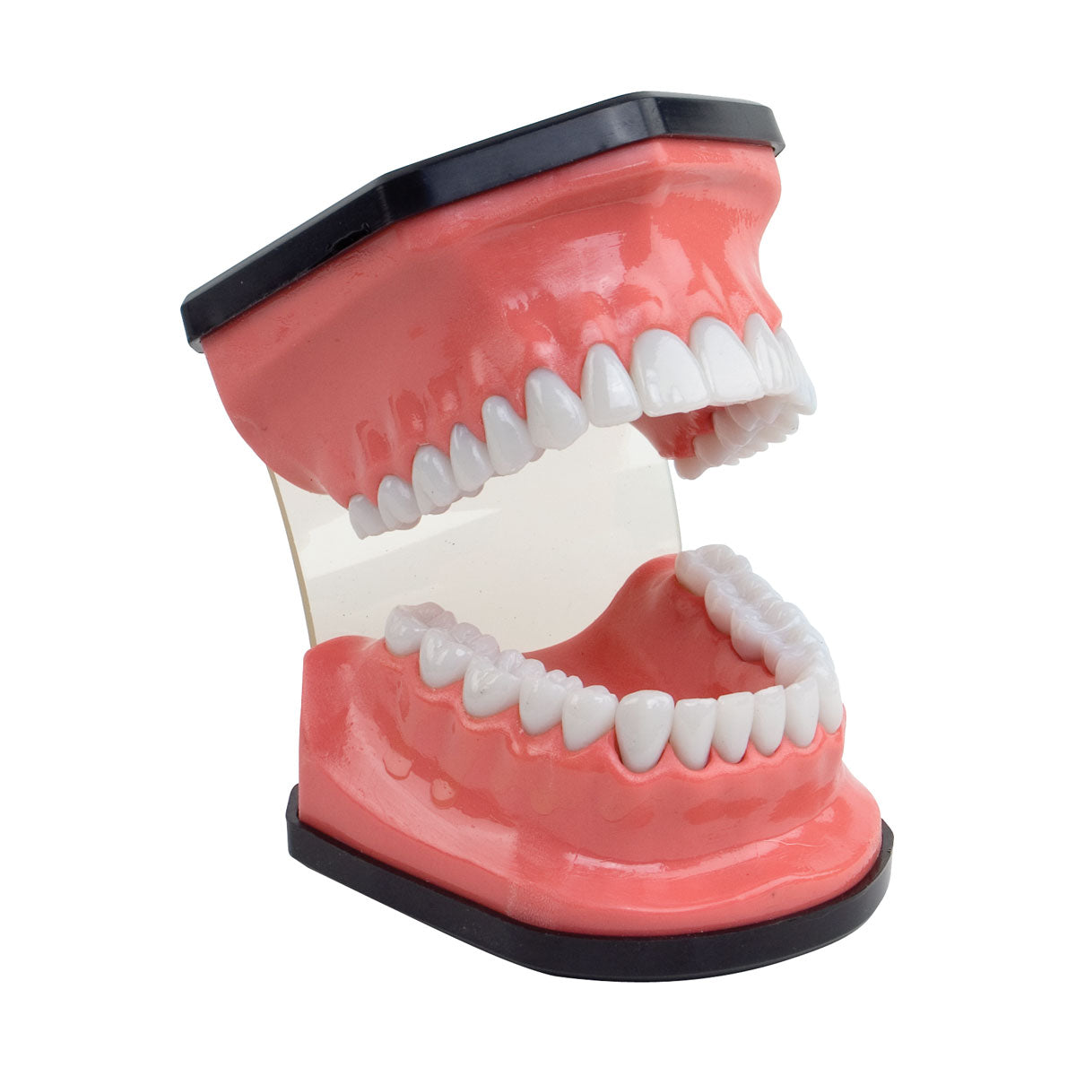 Hygiene Mouth & Brush Model