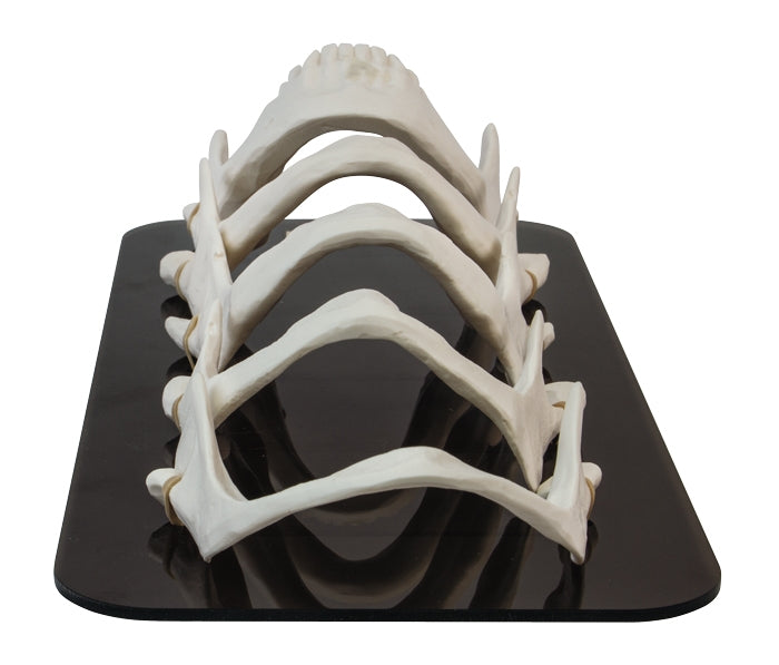 Mandible Bone Loss Model