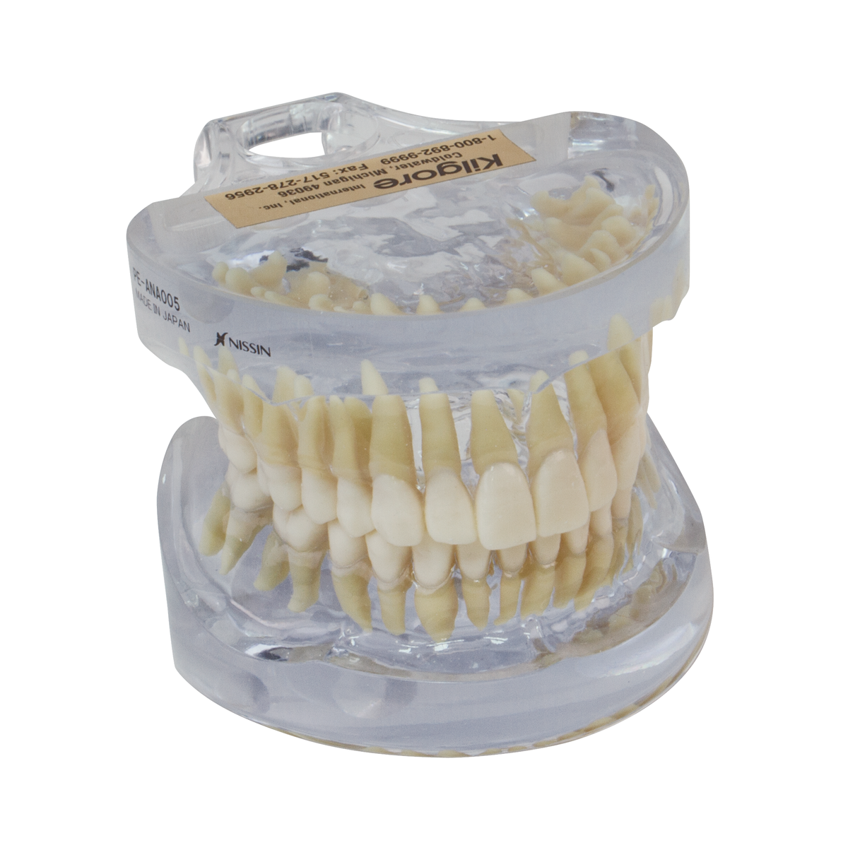 Transparent Teeth & Roots Model