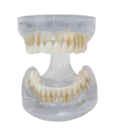 Transparent Teeth & Roots Model