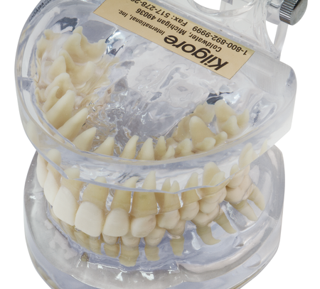 Transparent Teeth & Roots Model