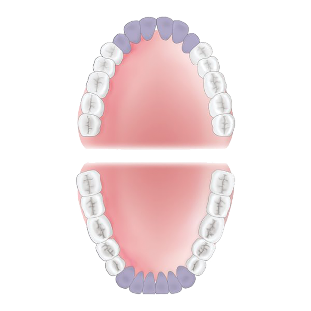 Anterior Areas of Mouth