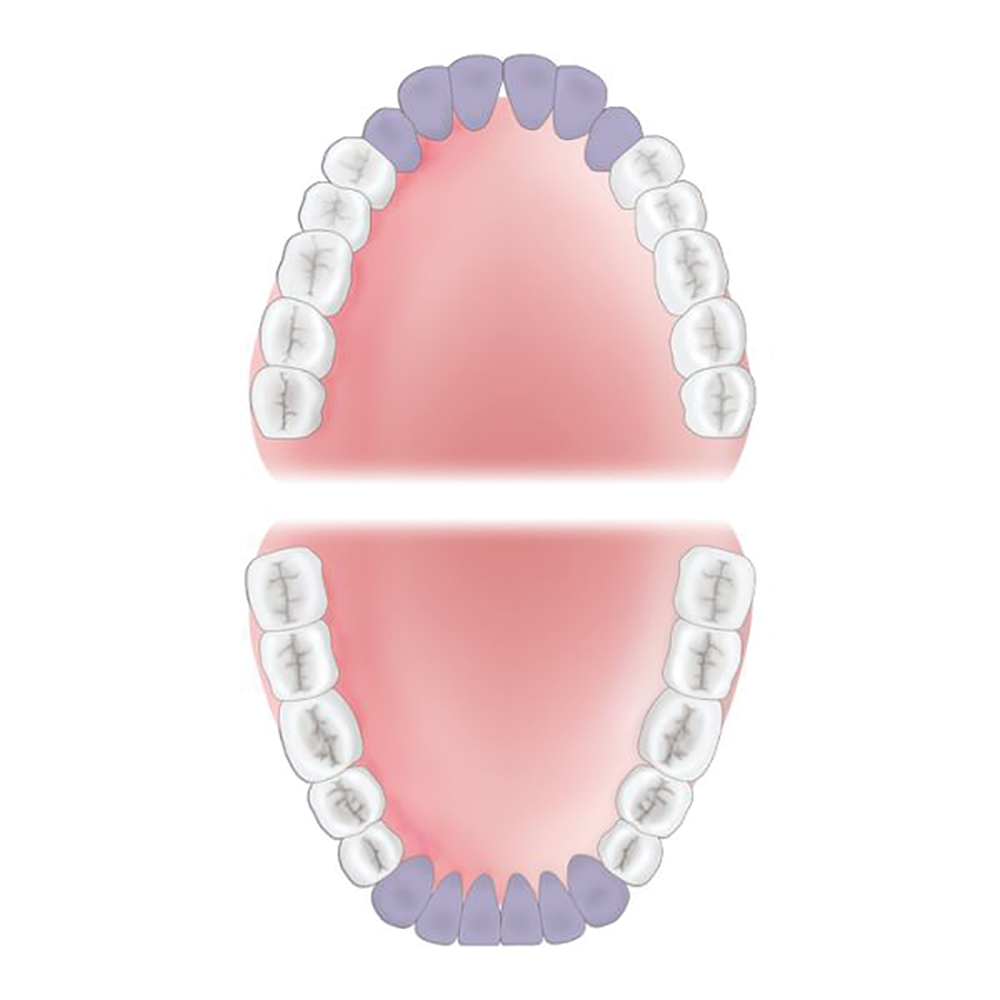 Anterior Area of the Mouth