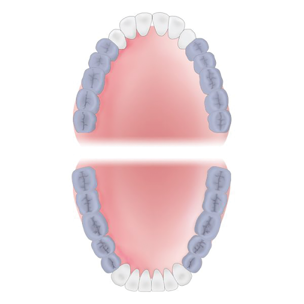 Molar Areas of the Mouth