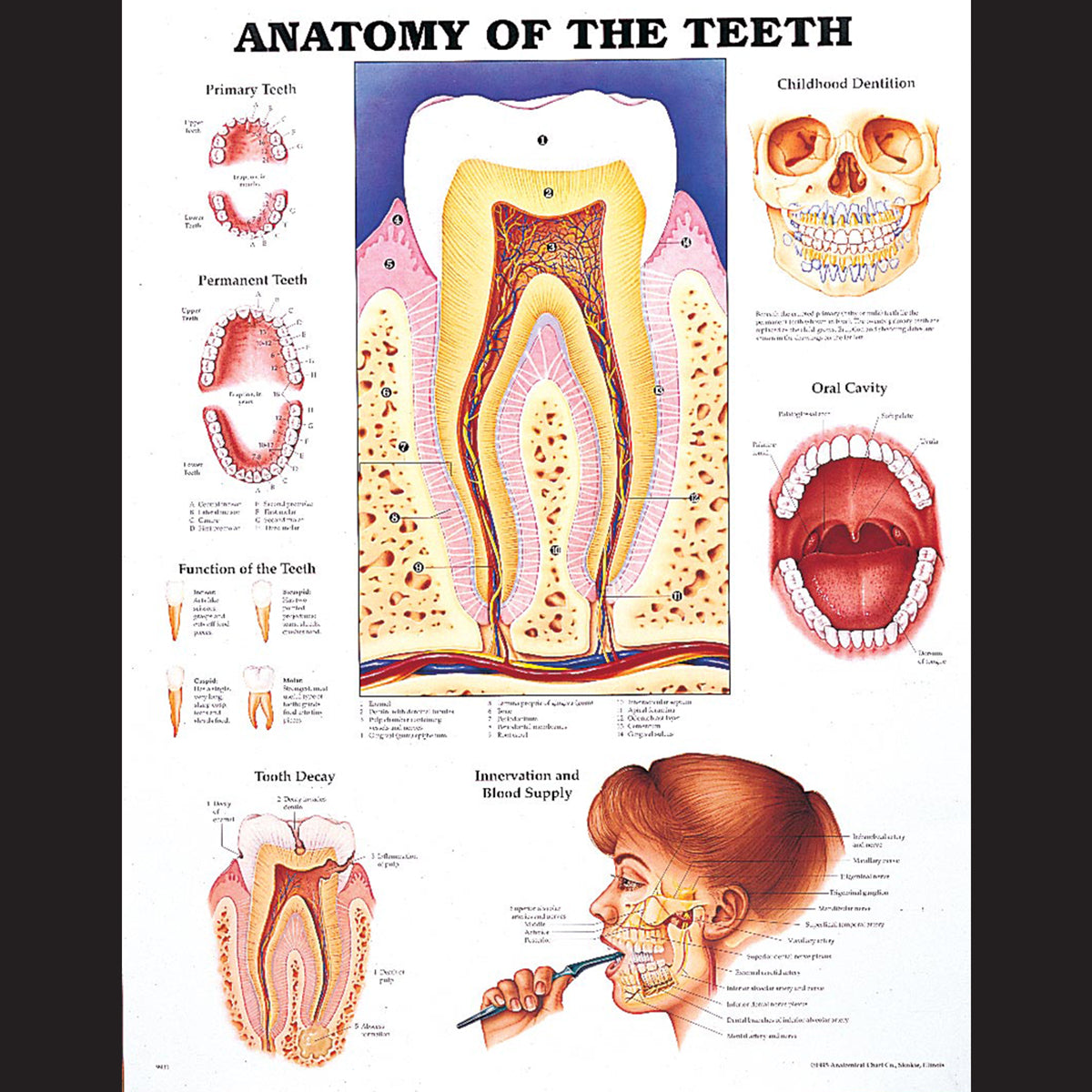 Bone Teeth Example Anatomy of the Teeth Chart | Dental Patient Education Map