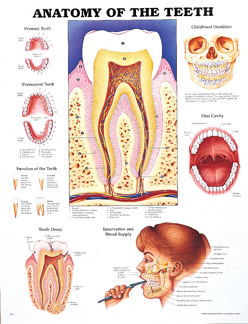 Anatomy Of The Teeth Chart